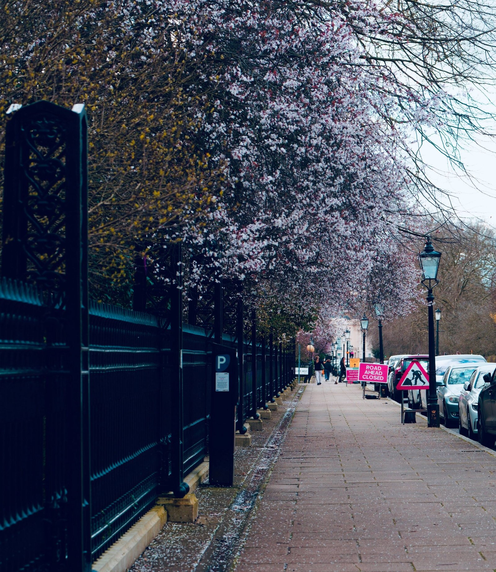 a sidewalk lined with parked cars next to a tree